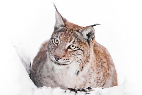Een ironische lynx zit in de sneeuw en kijkt