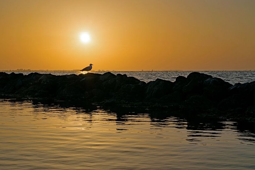 Silhouet van een meeuw bij zonsondergang op het Grevelingenemer van Judith Cool