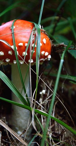 Rood met witte stippen.