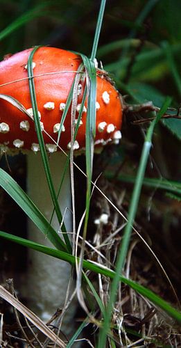 Rood met witte stippen.