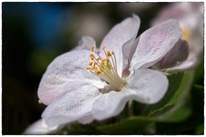 Quittenblüte - Makro