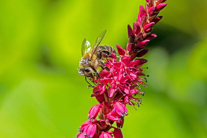 Photo macro d'une abeille par ManfredFotos