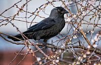 Chew in Cherry Tree