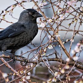 Kauw in Kersenboom van PixelPower