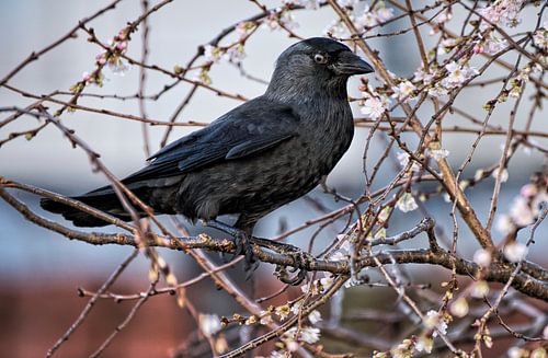 Mâcher dans le cerisier