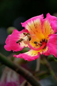 "Bee diligence" - Bijen in harmonie met de natuur van Wilhelm Menze