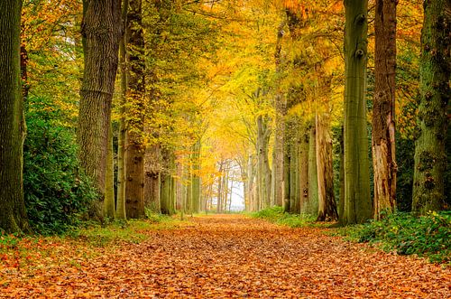 Couleurs d'automne