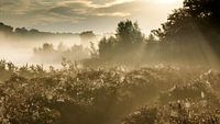 The heath