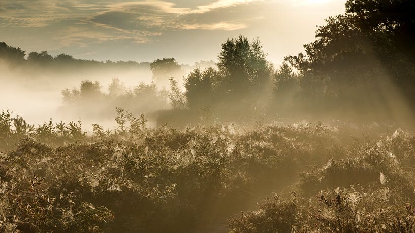 The heath by Jorrick Mulder