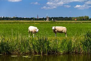 Schapen op de dijk van Dennis van de Water