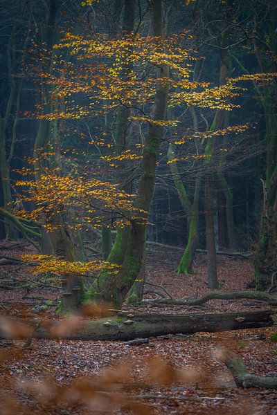 Bunte Blätter an einem Baum in der Dunkelheit Speulderbos Ermelo Niederlande von Bart Ros
