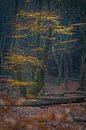 Bunte Blätter an einem Baum in der Dunkelheit Speulderbos Ermelo Niederlande von Bart Ros Miniaturansicht