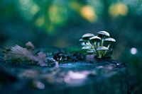 Paddenstoelen in Mastenbos Belgie