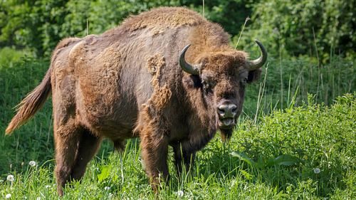 Wisent Stier