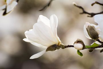 Witte Magnolia Bloesem van ManfredFotos