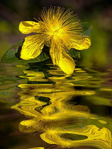 Water bloem -  hypericum, 