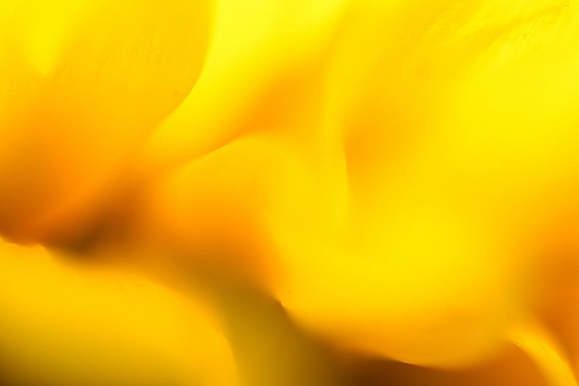 Sunflower Abstract Number 2 by Hans Hoogerhuis