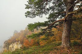 Pine tree at the Burgstall viewpoint above Fridingen on a misty October day - Naturpark Obere Donau by BlattArt - Christine Horn