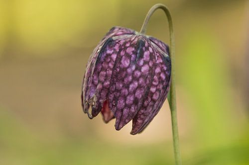 Macro van een Kievitsbloem van Ilya Korzelius