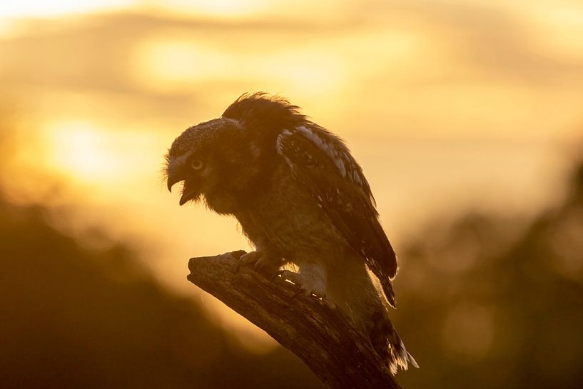 Sparrowhawk in profile at sunset by Michelle Peeters