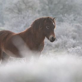 Exmoor-Pony an einem Wintermorgen von Kim de Groot
