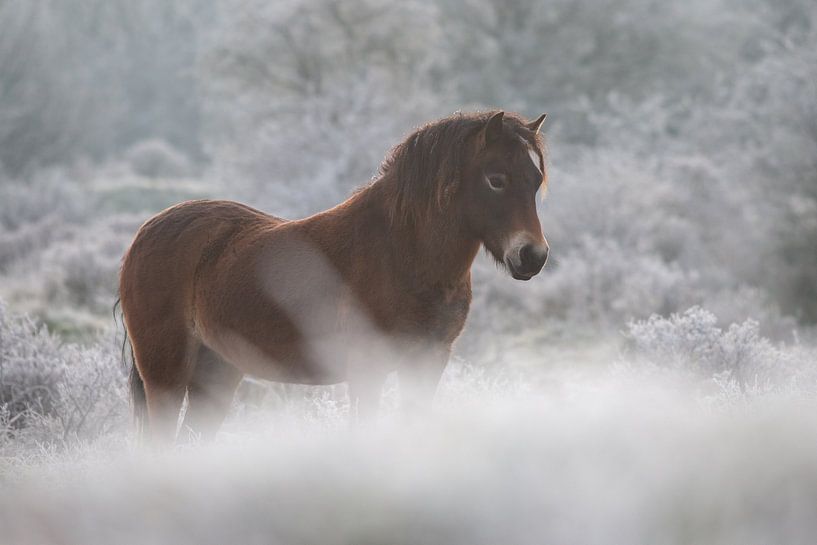 Exmoor-Pony an einem Wintermorgen von Kim de Groot