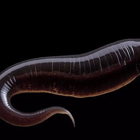 Silent Crawler sur Vythryd Arts