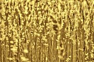 Gouden gras pluimenveld van Tot Kijk Fotografie: natuur aan de muur thumbnail