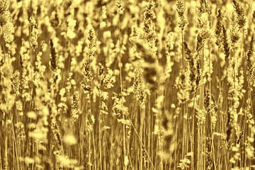 Goldenes Grasgefieder von Tot Kijk Fotografie: natuur aan de muur