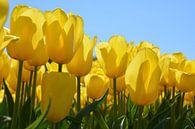Gele tulpen tegen blauwe lucht van My Footprints thumbnail