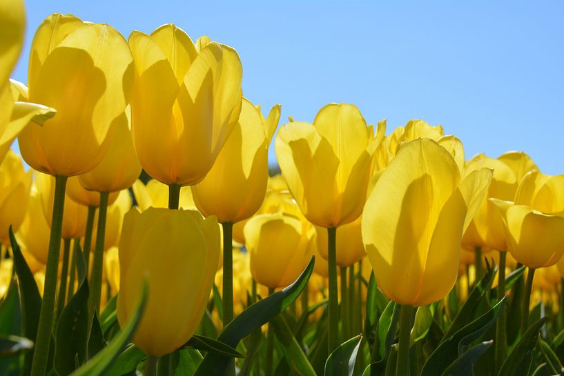 Gele tulpen tegen blauwe lucht van My Footprints
