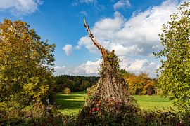 Le vieil arbre ne renonce pas