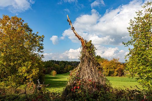 Le vieil arbre ne renonce pas
