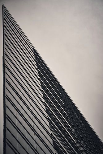 De hagedis V van Steven Plitz