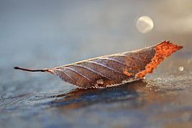 Rijp op blad by Patrick Brouwers