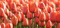 Roze/Oranje Tulp in Holland van O uwehand thumbnail