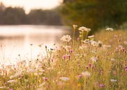 Wildblumen entlang des Sees von Tania Perneel Miniaturansicht