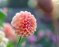 Dahlia Apricona