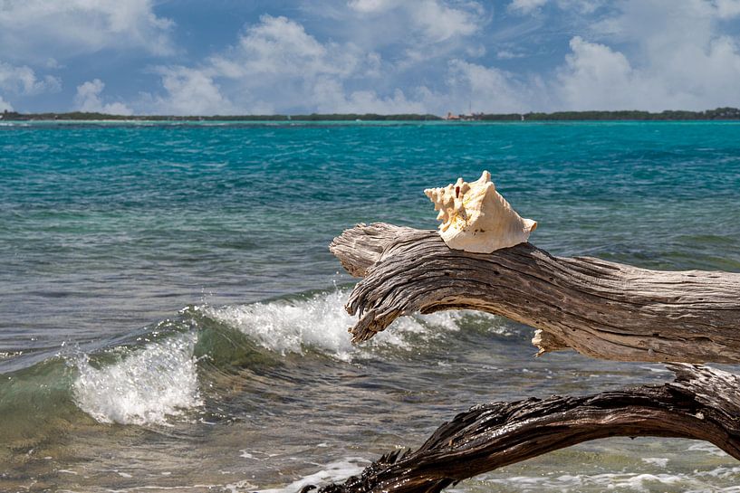 Bonaire Shell on branch by Marly De Kok