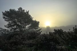 Wolfhezerheide part 141 van Tania Perneel