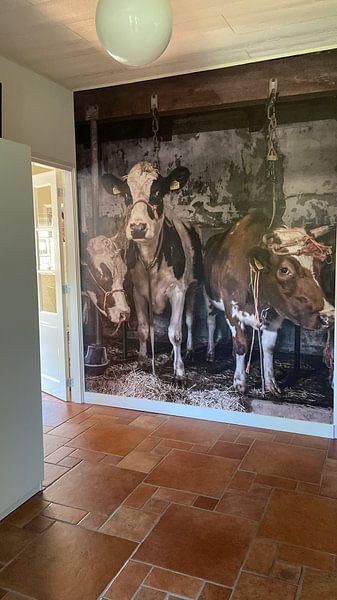 Kundenfoto: Kühe im alten Kuhstall von Inge Jansen