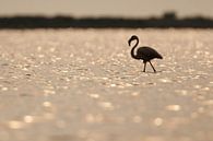 Flamingo van Johannes Klapwijk thumbnail