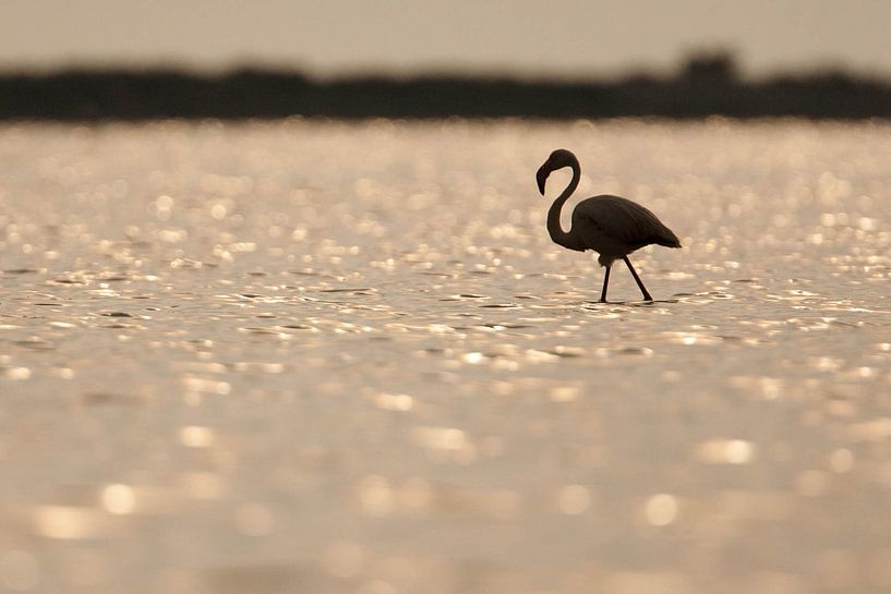 Flamingo van Johannes Klapwijk