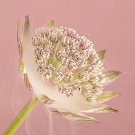 Elegante, dezente Romantik – Anmutige Blume, umhüllt von einem leichten Rauchschleier von Marjolijn van den Berg