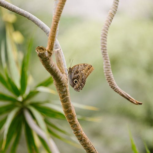Schmetterling Caligo brasiliensis von Stephoto
