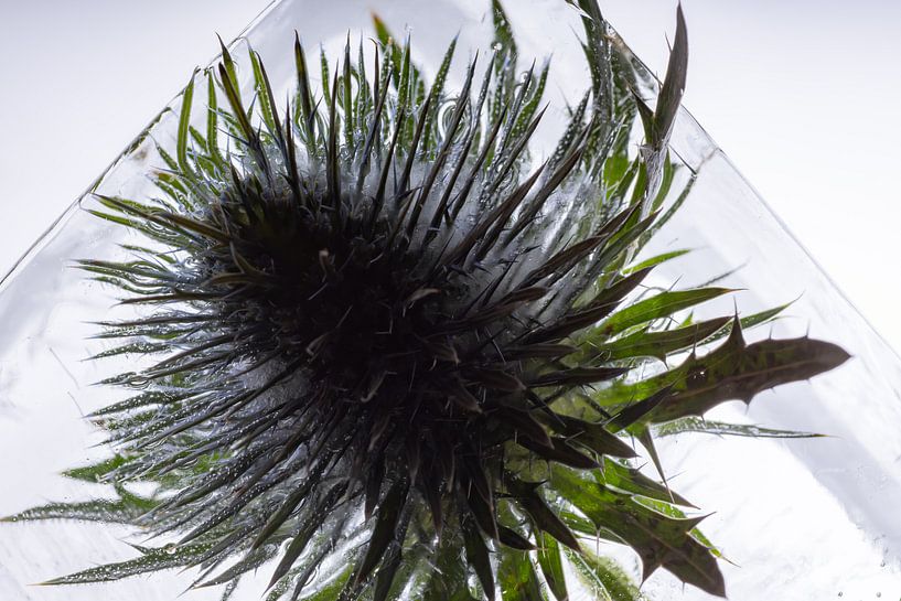 Distel in kristallklarem Eis 1 von Marc Heiligenstein
