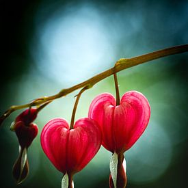 Bleeding Hearts — Keukenhof Macro Study by Adje Photography