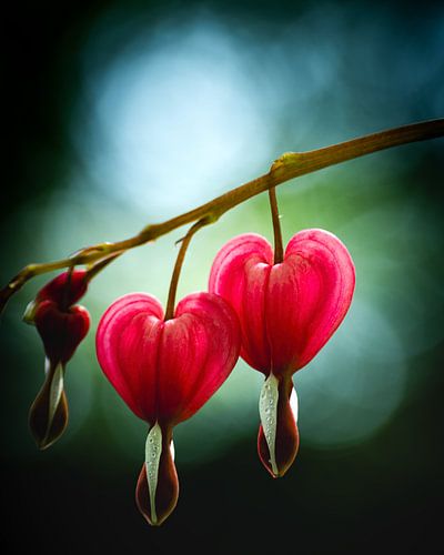 Bleeding Hearts — Keukenhof Makro-Studie