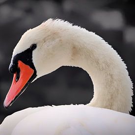 White swan by Maickel Dedeken
