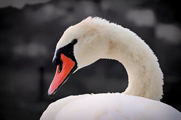 White swan by Maickel Dedeken